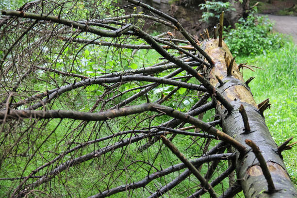 istock Dry fallen tree on the ground in city park 648081164