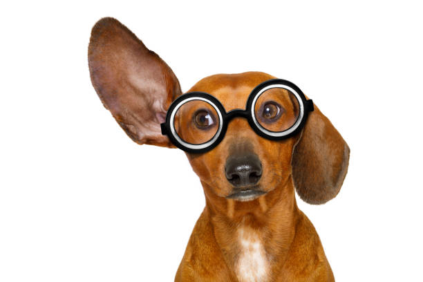 istock dog listening  carefully 648081222