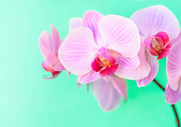istock Pink orchid flower background 648085276