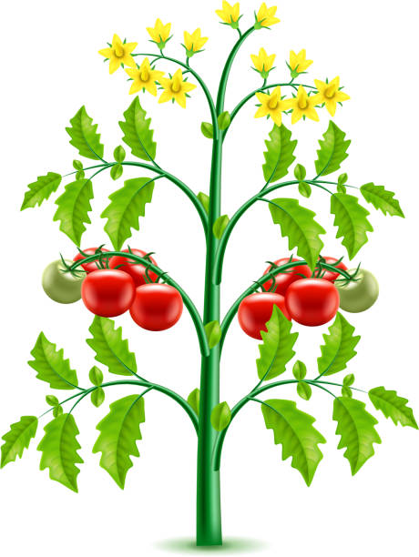 illustrazioni stock, clip art, cartoni animati e icone di tendenza di -isolato-vettore - campo di pomodori