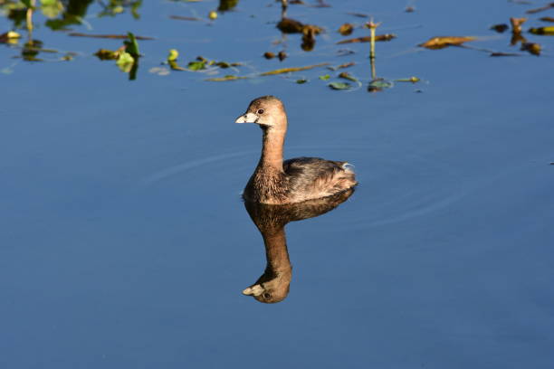 istock Reflected Pied-billed Grebe slowly moving through calm water 648091786