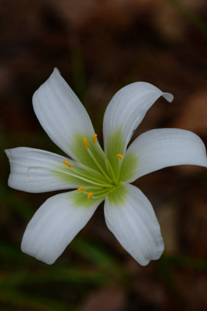 istock Macro from above of Atamasco lily flower 648091934