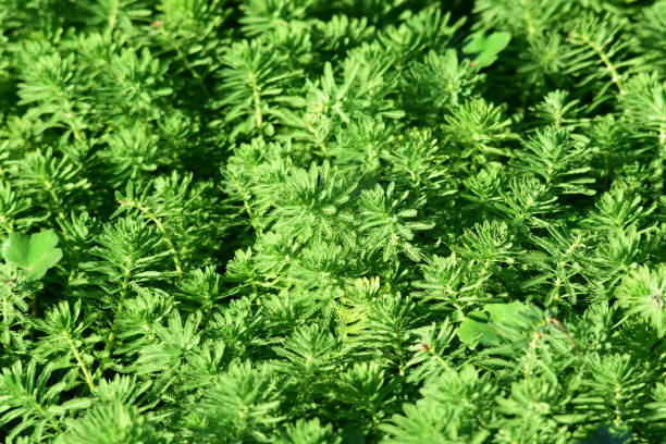 monocultivo de la planta pluma de loro - myriophyllum aquaticum fotografías e imágenes de stock