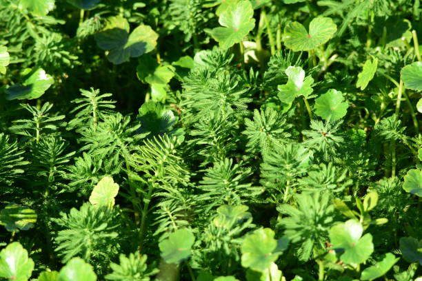 попугай перо завода с долларом зерные смешанные в - myriophyllum aquaticum стоковые фото и изображения