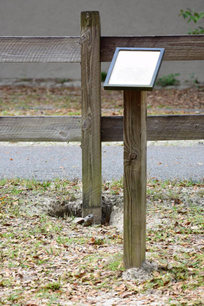 Gopher toroise poking head up next to road and interpretive sign A gopher tortoise pokes its head up out its burrow that runs beneath a paved road and is next to a 4x4 fence post. A faded interpretive sign is on a post just in front of the burrow. burrow somerset stock pictures, royalty-free photos & images