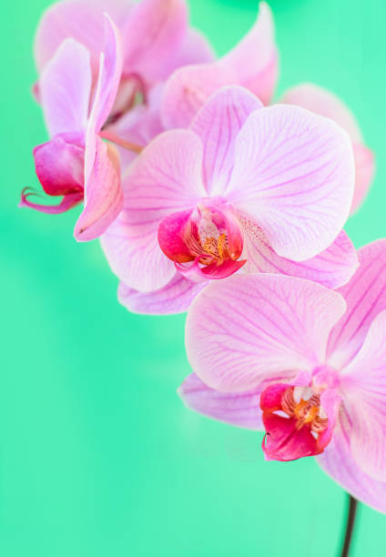 istock Pink orchid flower background 648095526