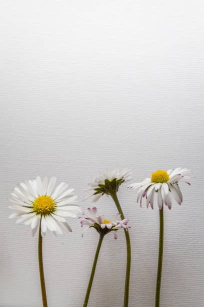 A macro photograph capturing clusters of Leucanthemum daisies in full bloom, highlighting their yellow centers contrasted with delicate white petals. The soft-focus background enhances the sense of tranquility and natural beauty.