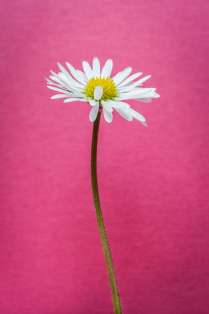 single little daisy flower on bright pink textured background closeup
