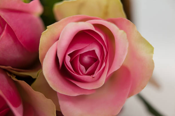 istock Bunch of pink roses 648095780
