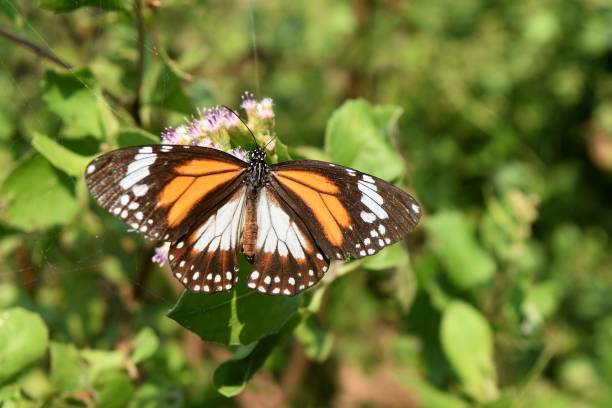 블랙 veined 타이거, 별 melanippus, 나비 날개에 주황색 흰색 및 검정 색상 꽃무늬 - black veined white butterfly 뉴스 사진 이미지