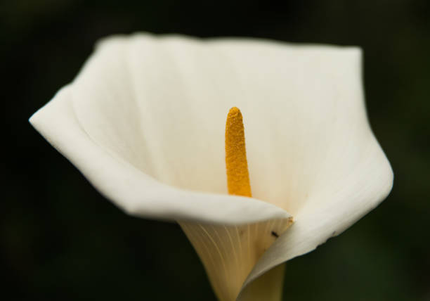 istock Exotic tropical flower on Madeira island 648098000