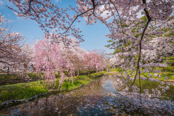 istock Cherry blossoms in spring at Hirosaki Castle,Aomori Prefecture,Japan 648101846