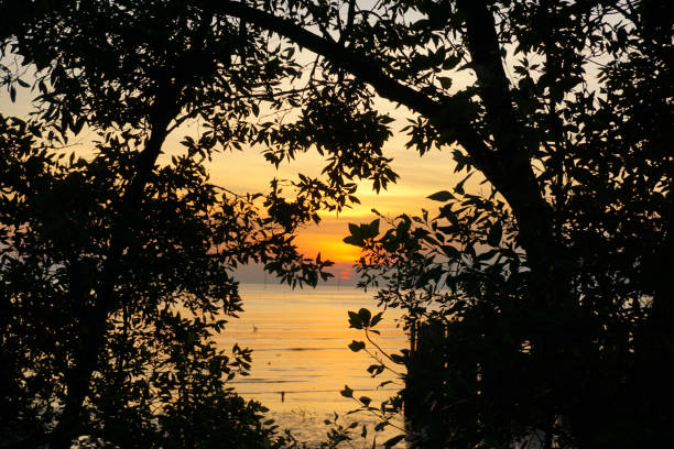 istock Sunset with orange sky and silhouette trees. 648102828