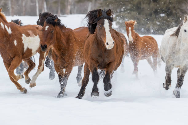 istock Horses Running In The Snow 648103250