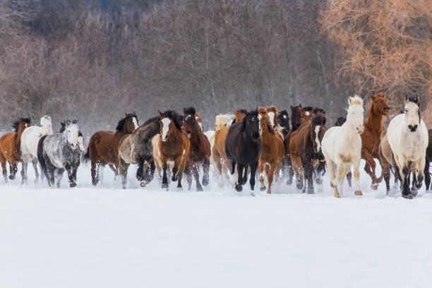 istock Horses Running In The Snow 648103290