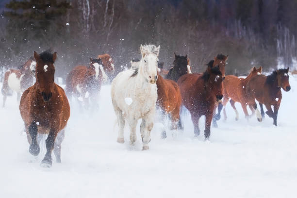 istock Horses Running In The Snow 648103394