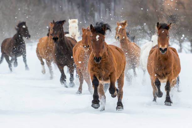 istock Horses Running In The Snow 648103430