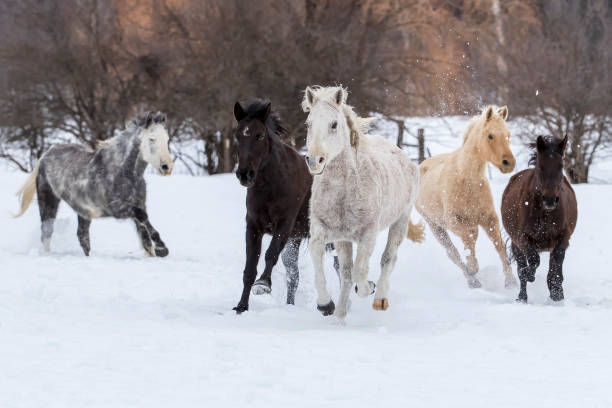 istock Horses Running In The Snow 648103504
