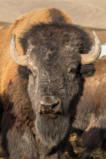 istock Herd Of Buffalo 648103638
