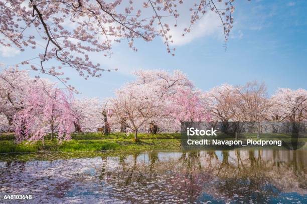 Kirschblüten Im Frühling Am Schloss Hirosaki Präfektur Aomori Japan Stockfoto und mehr Bilder von Präfektur Aomori