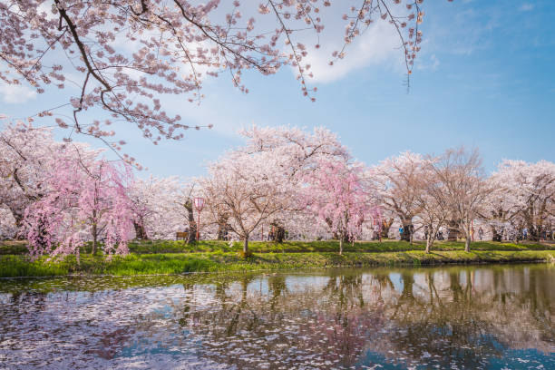 istock Cherry blossoms in spring at Hirosaki Castle,Aomori Prefecture,Japan 648103648