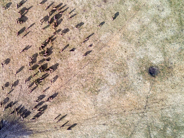 istock Herd Of Buffalo 648103678
