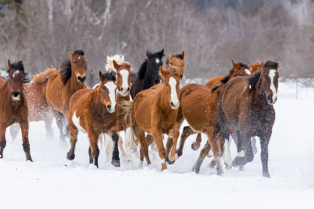 istock Horses Running In The Snow 648105206