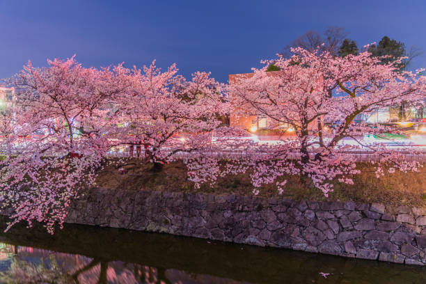 istock Cherry Blossoms at night in Matsumoto,Japan 648108574