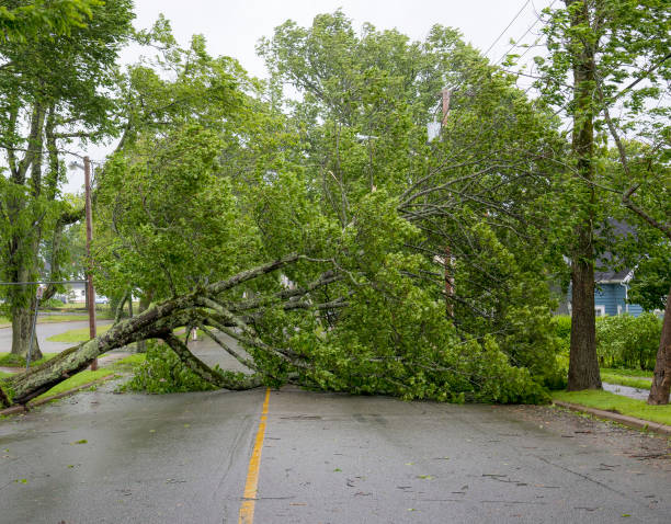 Large Tree Fallen Across Road Large tree fallen across a wet road. The road is completely blocked. Leaves still on tree. Overcast sky above. Other trees still standing. fallen tree photos stock pictures, royalty-free photos & images