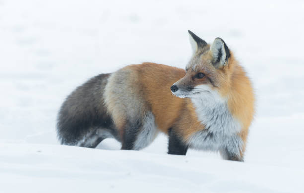 istock Elusive shy Red Fox, (Vulpes vulpes), visits on winter day. 648112382