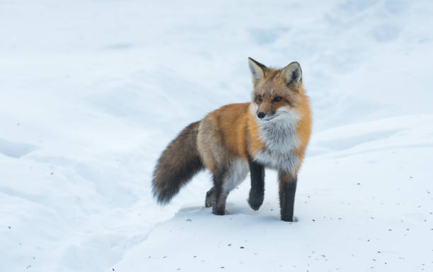 istock Elusive shy Red Fox, (Vulpes vulpes), visits on winter day. 648112572