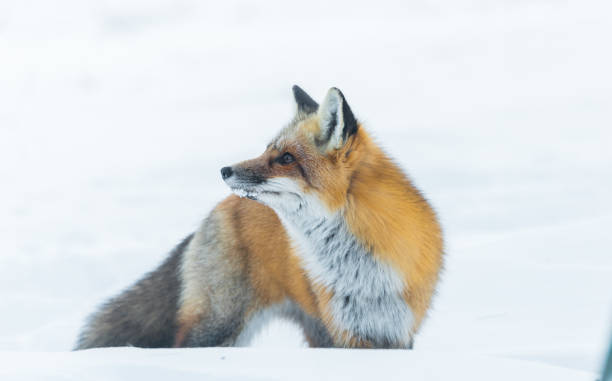 istock Elusive shy Red Fox, (Vulpes vulpes), visits on winter day. 648112734