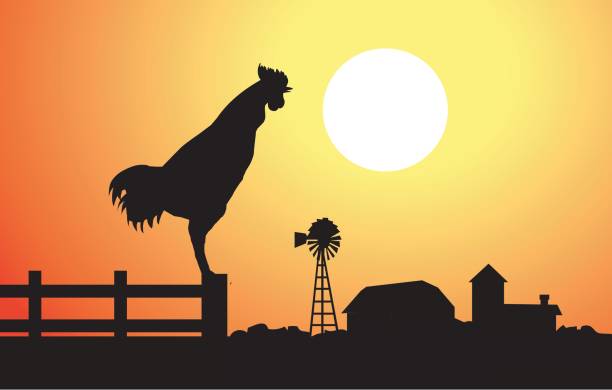 петух на утреннем восходе солнца - chicken silhouette animal rooster stock illustrations