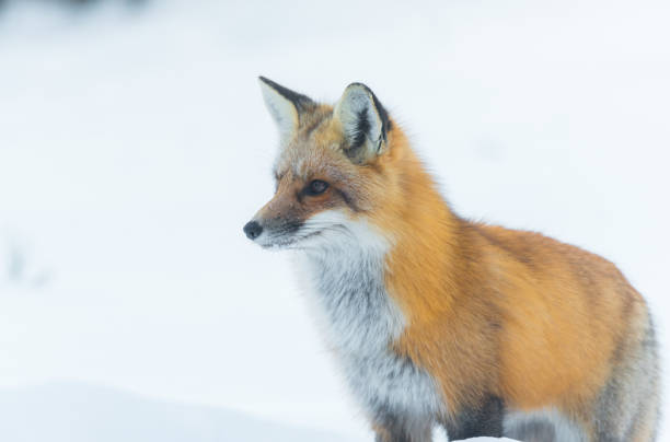istock Elusive shy Red Fox, (Vulpes vulpes), visits on winter day. 648113280