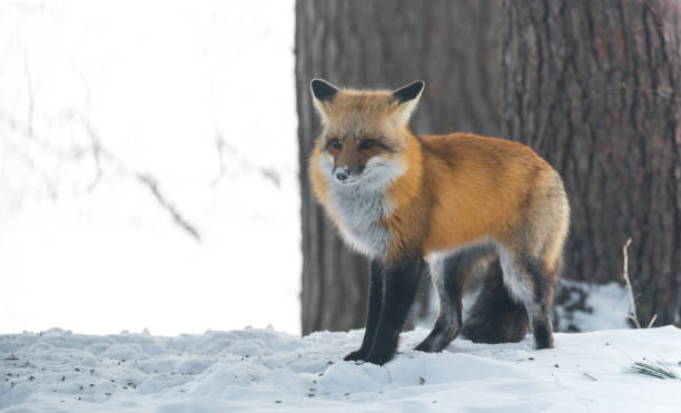 istock Elusive shy Red Fox, (Vulpes vulpes), visits on winter day. 648113720
