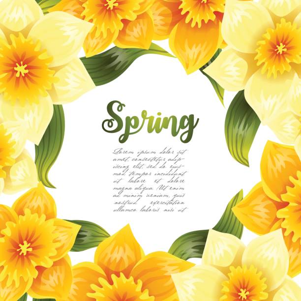 eleganter hintergrund mit gelbem narzissnarziss. frühlingsblume mit stiel und blättern. realistisches muster - daffodil stem yellow spring stock-grafiken, -clipart, -cartoons und -symbole