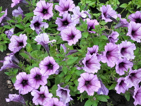 Blooming flowers of petunia