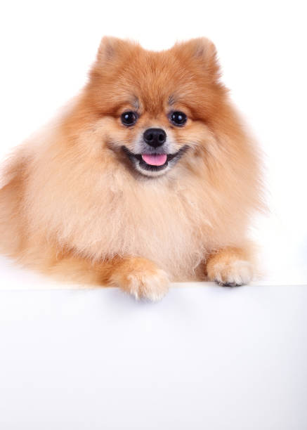 istock pomeranian dog isolated on white background 648123152