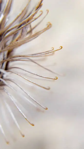 burdock / Arctium - close up of dryed seed capsula