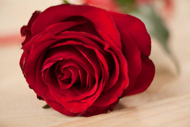 istock Red rose against wooden background 648129624