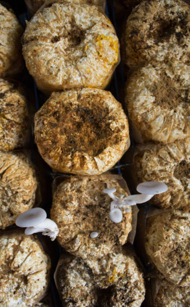 istock Organic mushroom farm 648129730