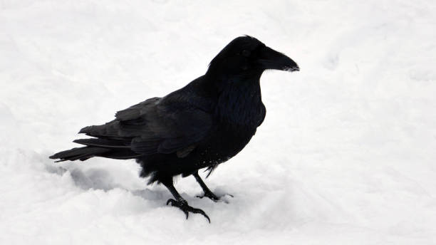 istock Raven in snow closeup 648132768