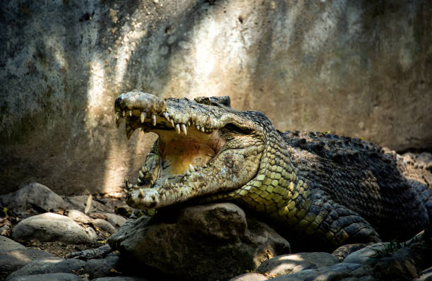 istock a big crocodile with open jaws and big teeth 648135180
