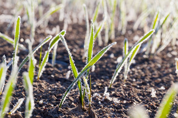istock green wheat in frost, close-up 648135230