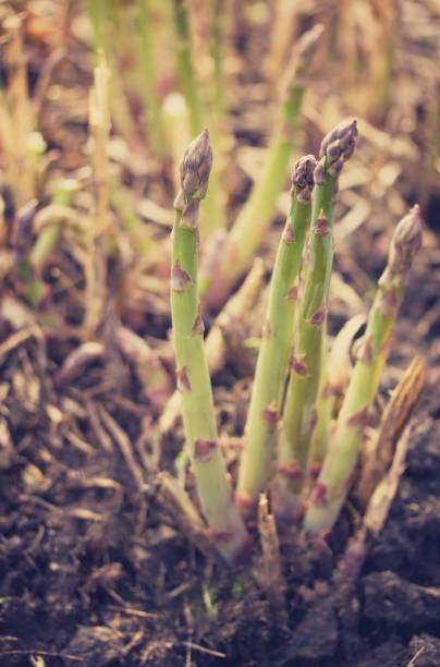 istock Organic farming asparagus growing in black soil. Selective focus. 648135382