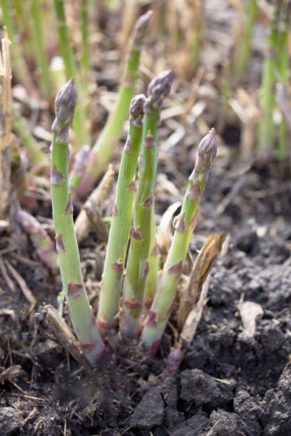 istock Organic farming asparagus growing in black soil. Selective focus. 648135386