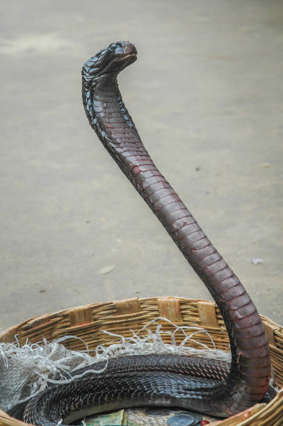 istock Cobra rising from basket, Varanasi, India 648135446