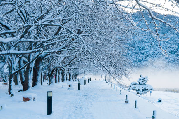 istock The trees witn snow and pathway winter landscape 648139086