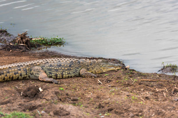 istock Crocodile on the Lake Shore 648139342