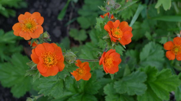 istock Geum plant in bloom 648139450